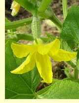 Огурцы (Cucumis sativa L) Огурцы (Cucumis sativa L)